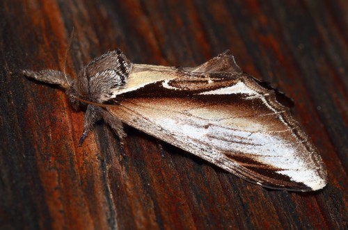 Lesser Swallow Prominent