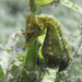 Observation photo