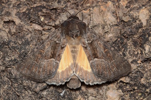 Straw Underwing
