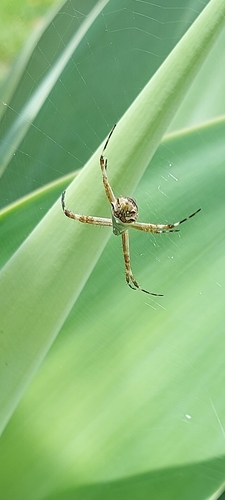 Silver Garden Orbweaver