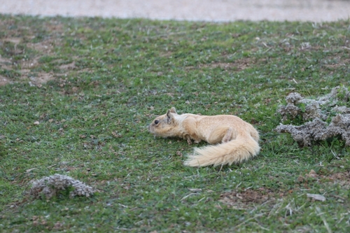 iNaturalist observation photo of California Ground Squirrel