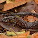 Western Colombian Shade Lizard - Photo (c) laurarubiorocha, all rights reserved, uploaded by laurarubiorocha