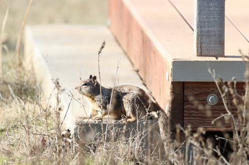 iNaturalist observation photo of California Ground Squirrel