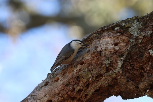 iNaturalist observation photo of White-breasted Nuthatch