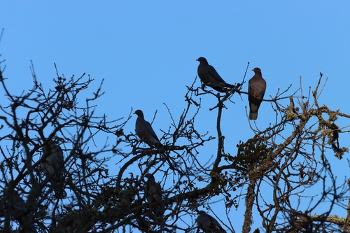 iNaturalist observation photo of Band-tailed Pigeon