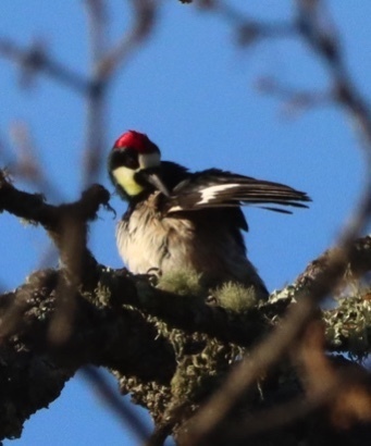 iNaturalist observation photo of Acorn Woodpecker
