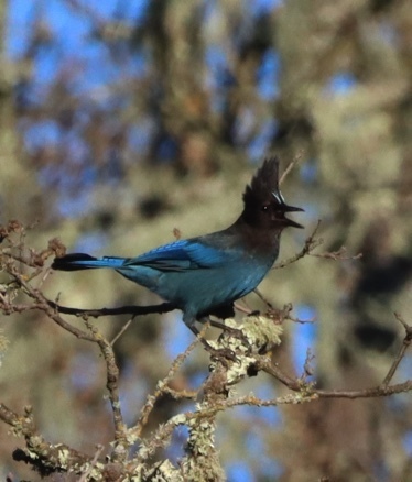 iNaturalist observation photo of Steller's Jay