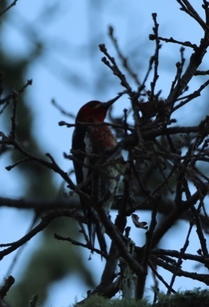 iNaturalist observation photo of Red-breasted Sapsucker