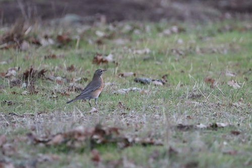 iNaturalist observation photo of American Robin