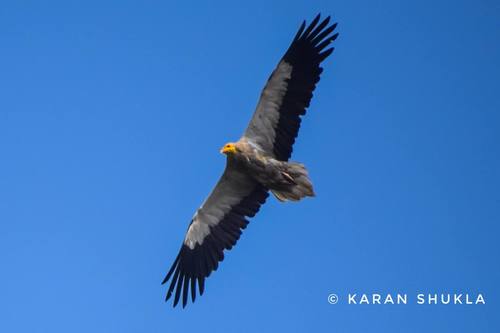 Egyptian Vulture