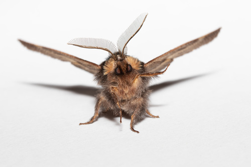 Plumed Prominent