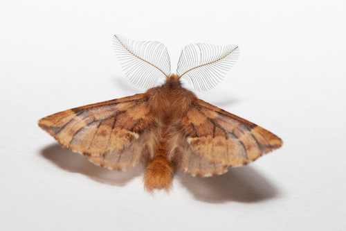 Plumed Prominent