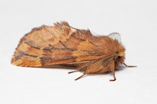 Plumed Prominent