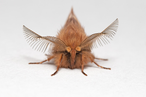 Ptilophora plumigera