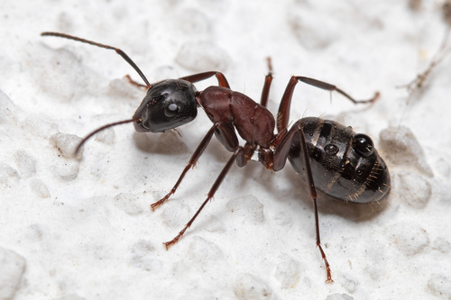 Hercules Carpenter Ant