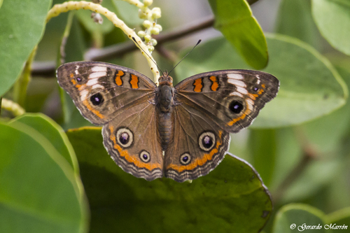 Junonia pacoma Grishin, 2020