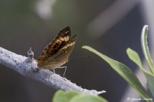 Pacific Mangrove Buckeye