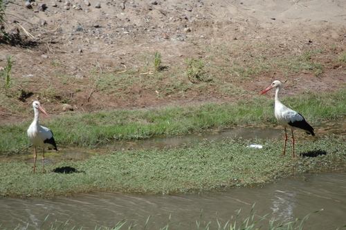 White Stork