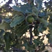 Pungent Oak - Photo (c) vtruskett, all rights reserved