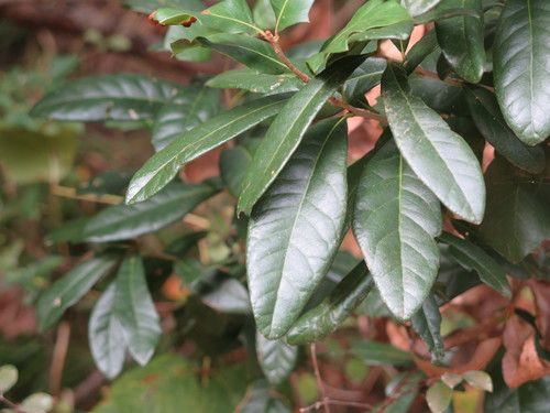 Texas live oak