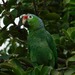 Red-lored Parrot - Photo (c) Dactiloide, all rights reserved, uploaded by Dactiloide