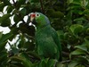Red-lored Parrot - Photo (c) Dactiloide, all rights reserved, uploaded by Dactiloide