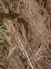 Basiliscus basiliscus image