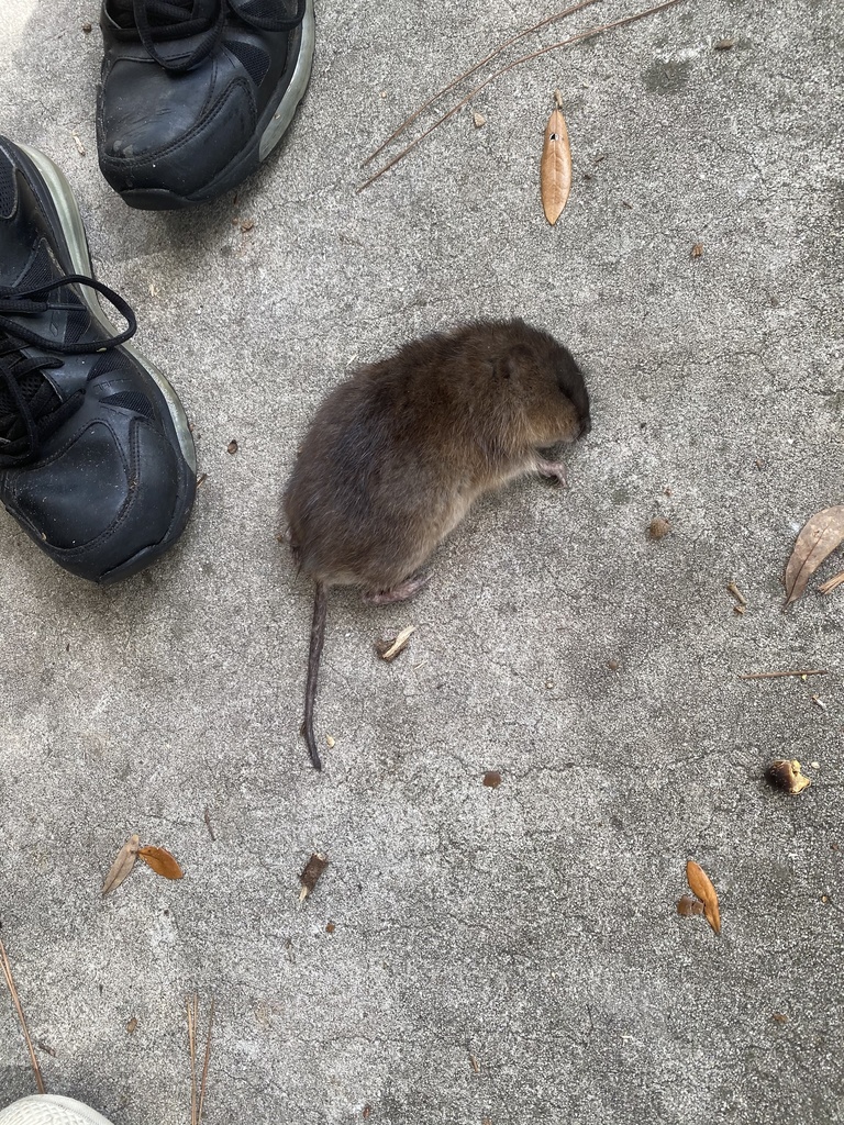 Round-tailed Muskrat from Boggy Creek Rd, Kissimmee, FL, US on January ...