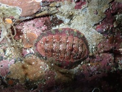 Tonicella insignis image