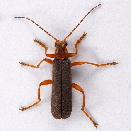 Cultellunguis perpallens (Fall, 1936)