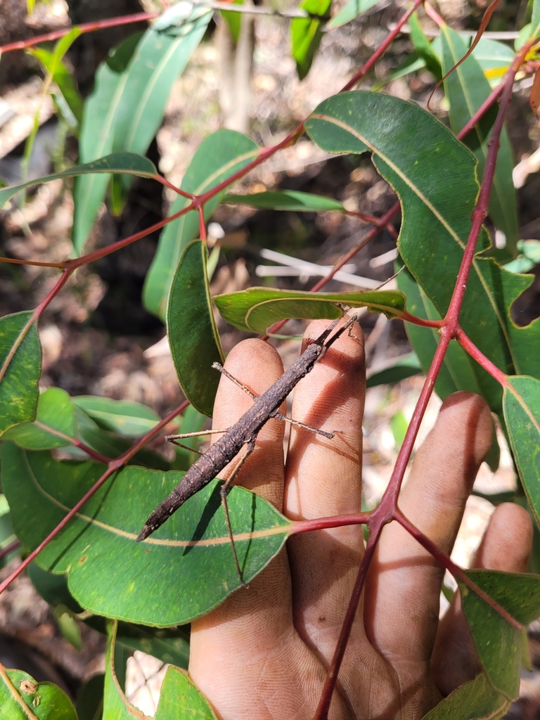 Rough Pachymorpha Stick-insect from Blue Mountains, NSW, Australia on ...