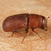 Red Turpentine Beetle - Photo (c) Gary McDonald, all rights reserved, uploaded by Gary McDonald