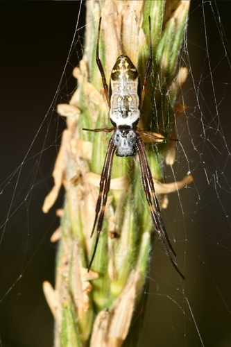 Australian Golden Orbweaver