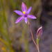 Thelymitra uliginosa - Photo (c) christian_d, όλα τα δικαιώματα διατηρούνται, uploaded by christian_d