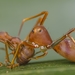 Ant Mimicking Crab Spiders - Photo (c) Zhiwei Lim, all rights reserved, uploaded by Zhiwei Lim