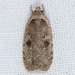 Clay-colored Agonopterix Moth - Photo (c) Michael King, all rights reserved, uploaded by Michael King