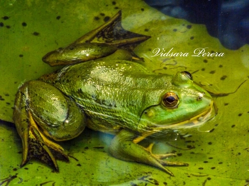 Indian Five-fingered Frog