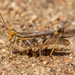 White-lined Grasshopper - Photo (c) Jerry DeBoer, all rights reserved, uploaded by Jerry DeBoer