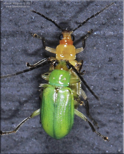 northern corn rootworm