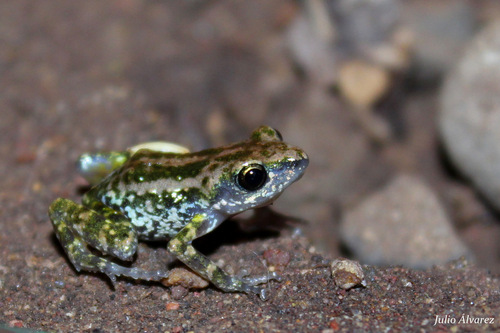 Peters' Shiny Peeping Frog