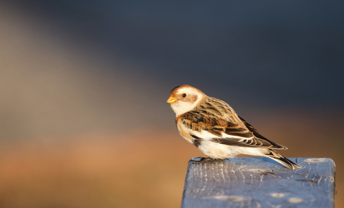 Snow Bunting