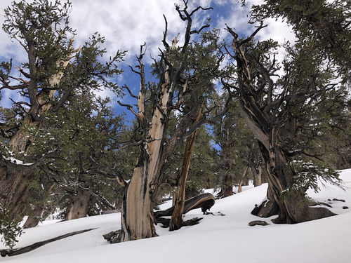 Great Basin bristlecone pine