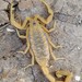 Arizona Bark Scorpion - Photo (c) Kari McWest, all rights reserved, uploaded by Kari McWest
