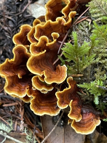 Stereum hirsutum (Willd.) Pers.