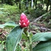 Costus sprucei - Photo (c) Bruno Nascimento, all rights reserved, uploaded by Bruno Nascimento