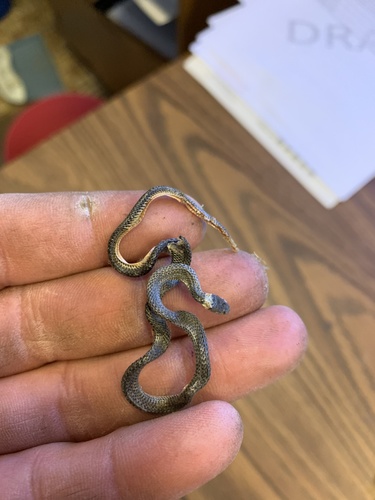 iNaturalist observation photo of Ring-necked Snake