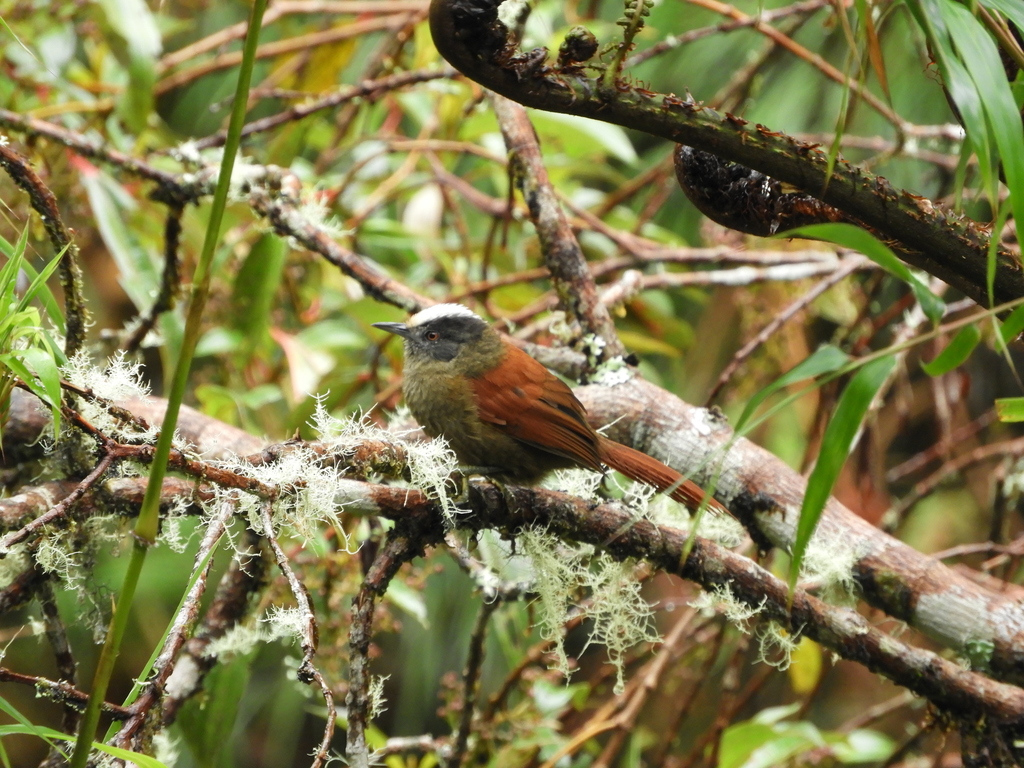 Light-crowned Spinetail photo