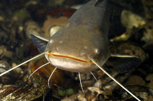 Catfishes (Order Siluriformes) · iNaturalist