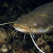 Wels Catfish - Photo (c) gernotkunz, all rights reserved, uploaded by gernotkunz