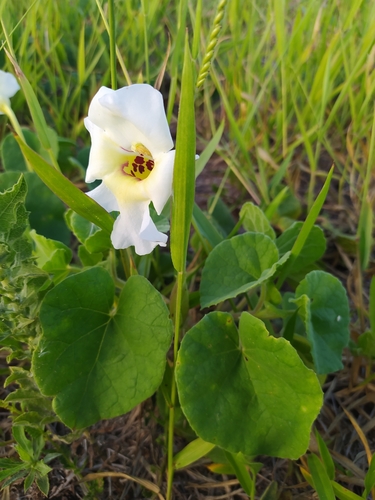 Craniolaria
